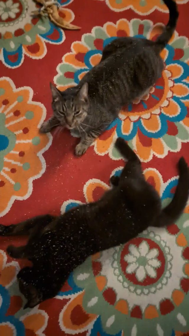 Cats on the Nip