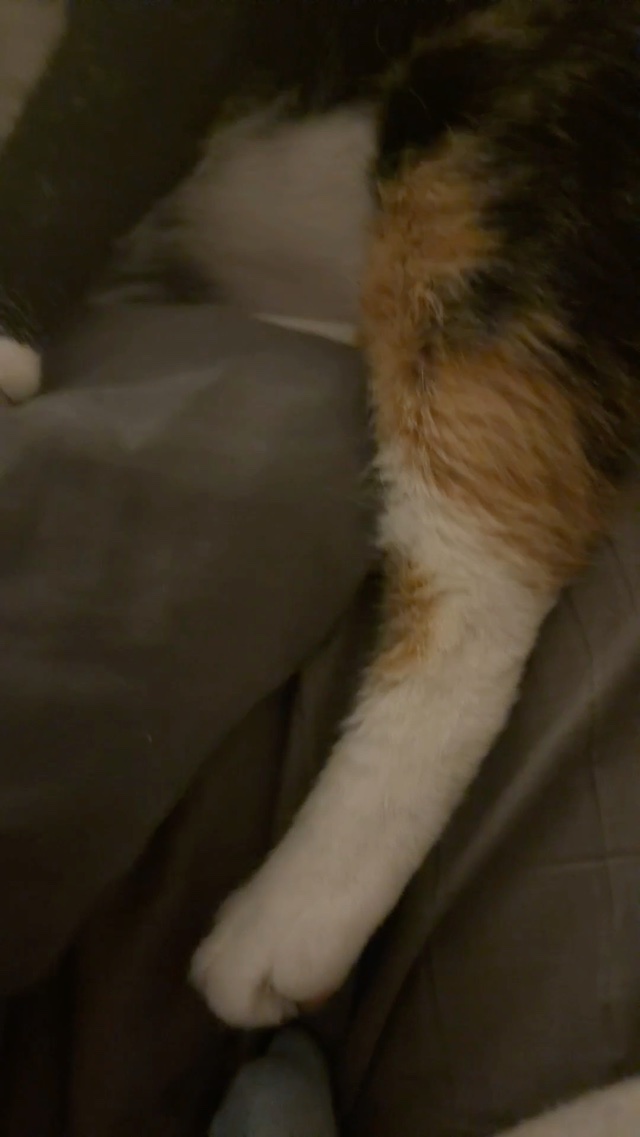 Cat do be cute