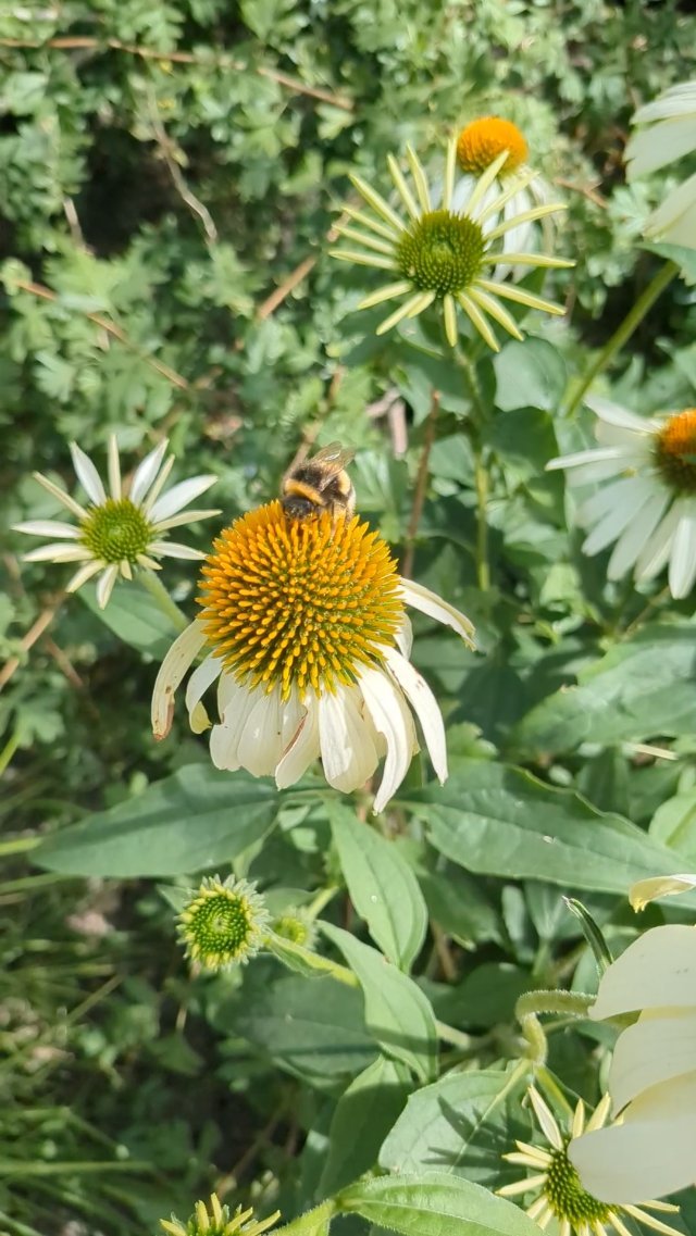 I will literally stop my walk just to watch a bee