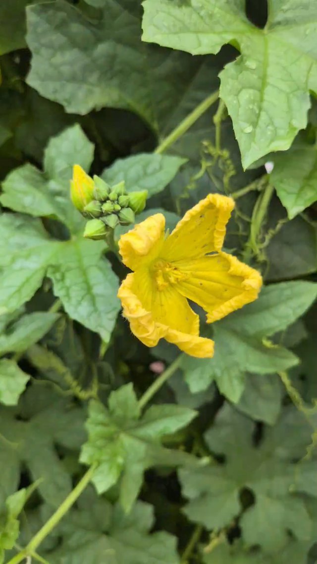 Luffa Update