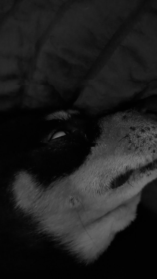 Zombie Dog