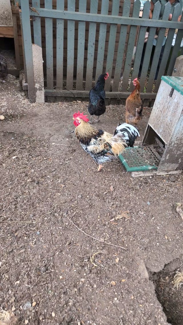 Cock