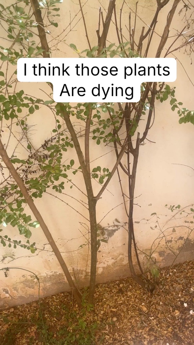 They are