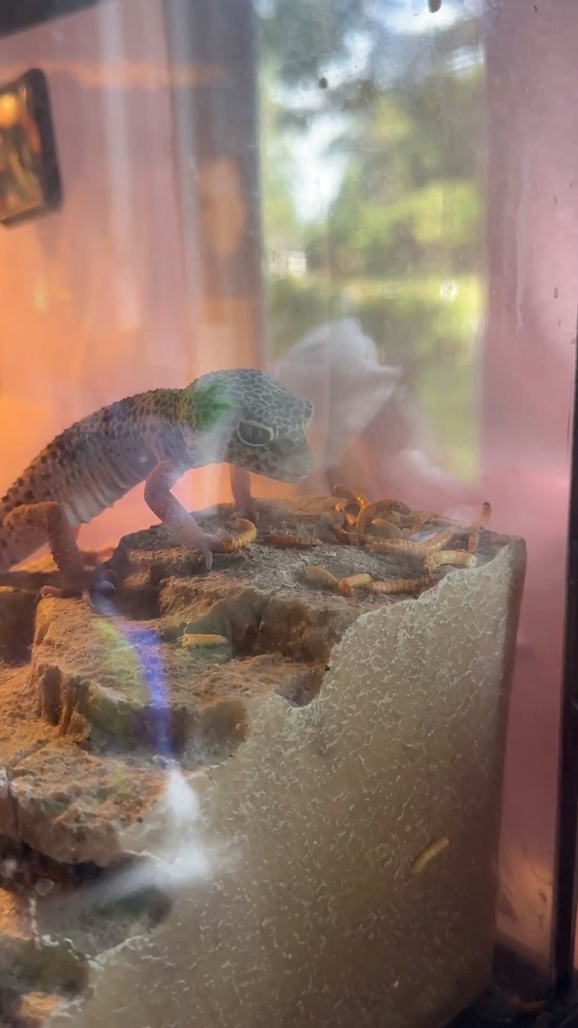 Bruni  #leopardgecko