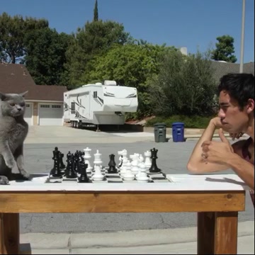 Teaching this cat to play chess