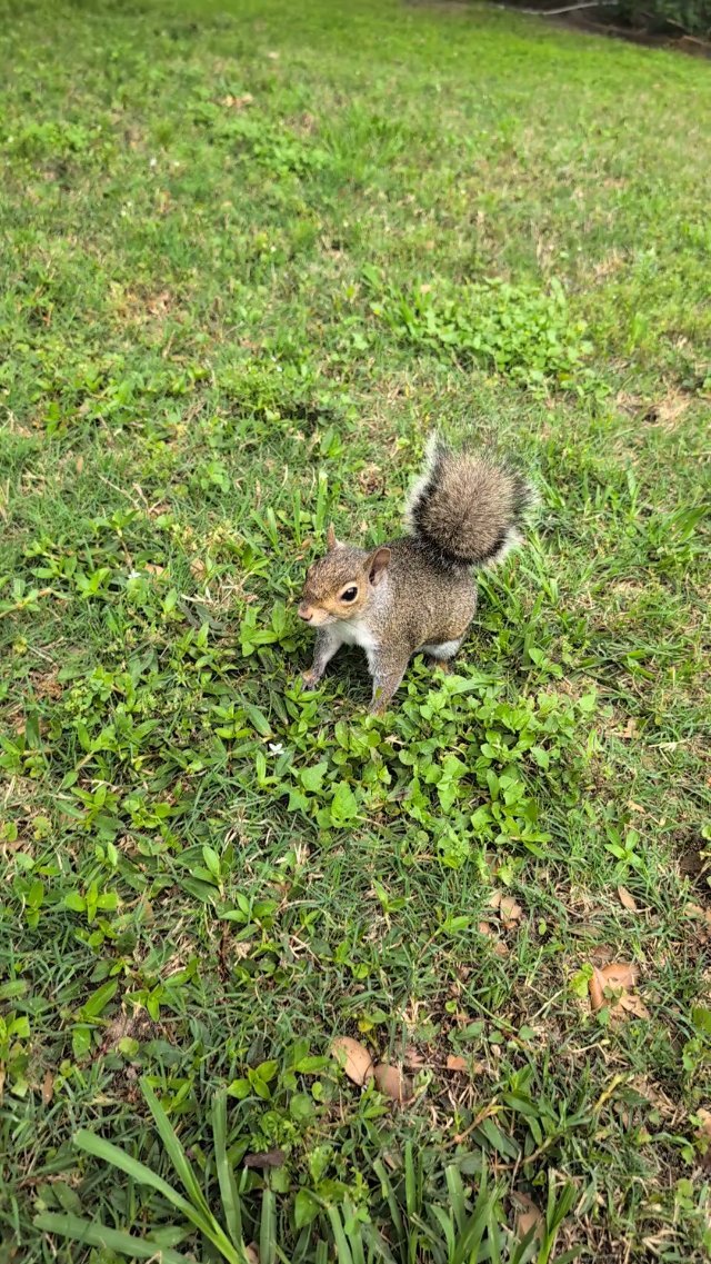 Squirrel asks for peanut