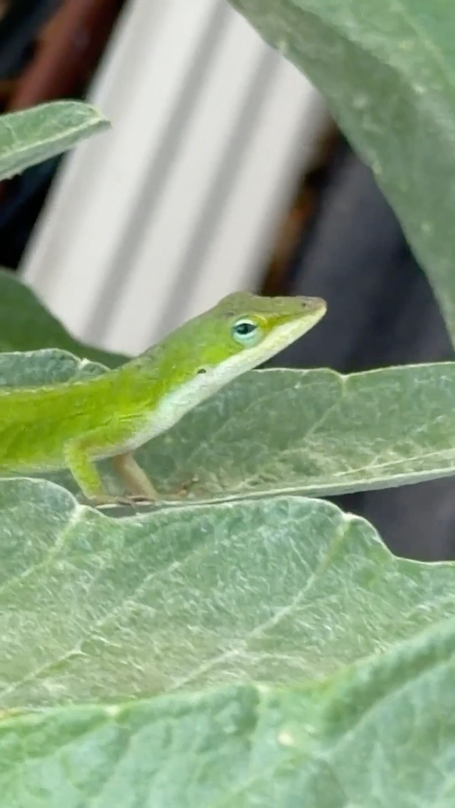 Garden buddy