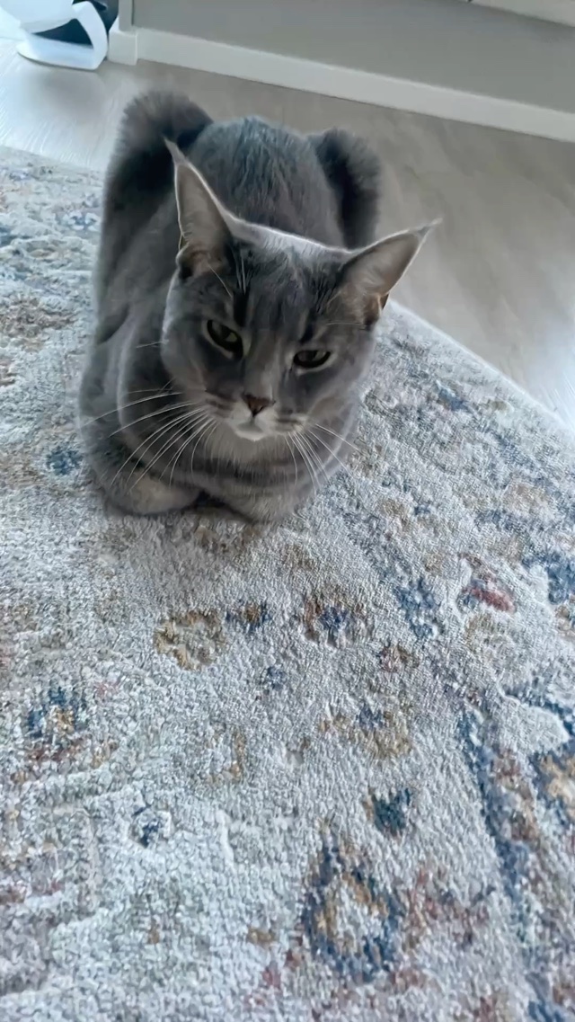 Catcoin