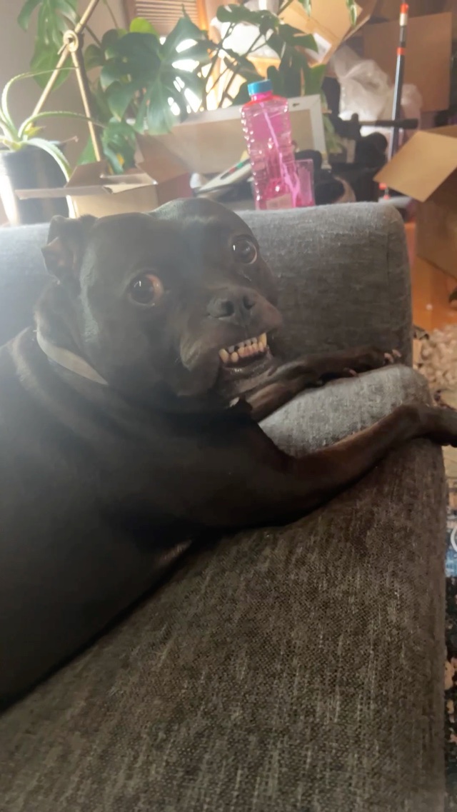 Teefs