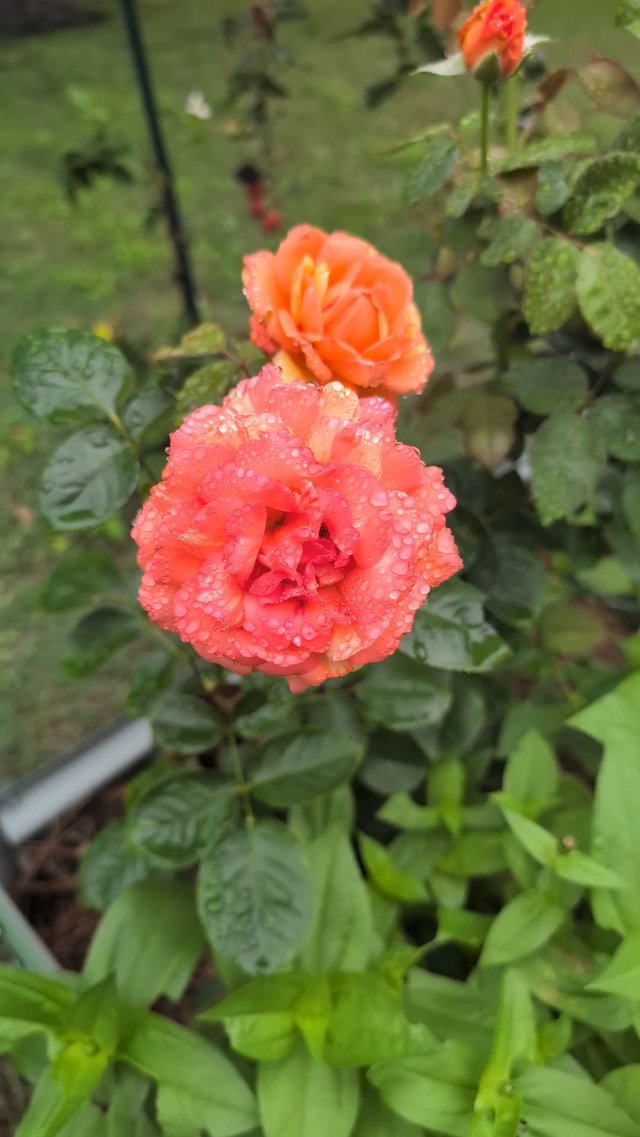 Morning dew on the roses