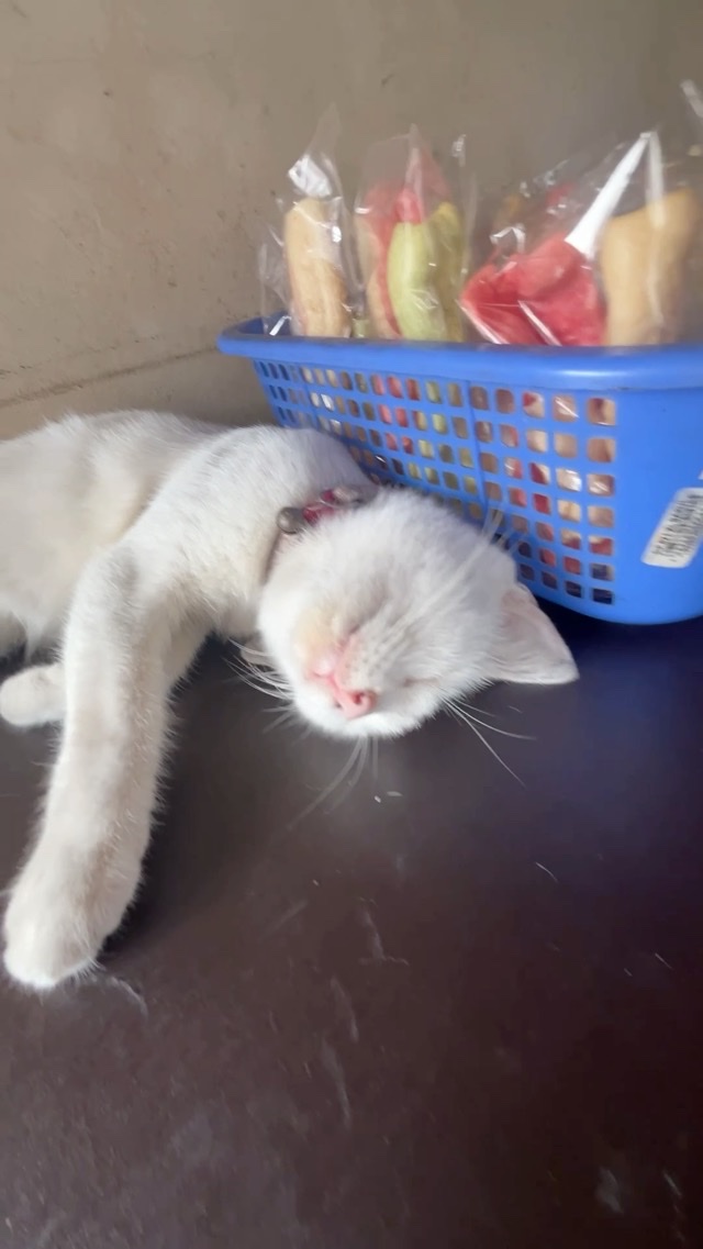 🐈 A white cat fast asleep.
爆睡中の白猫ちゃん