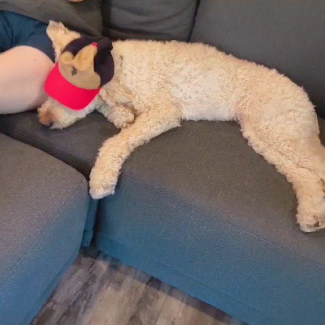 Dog Wearing a Hat