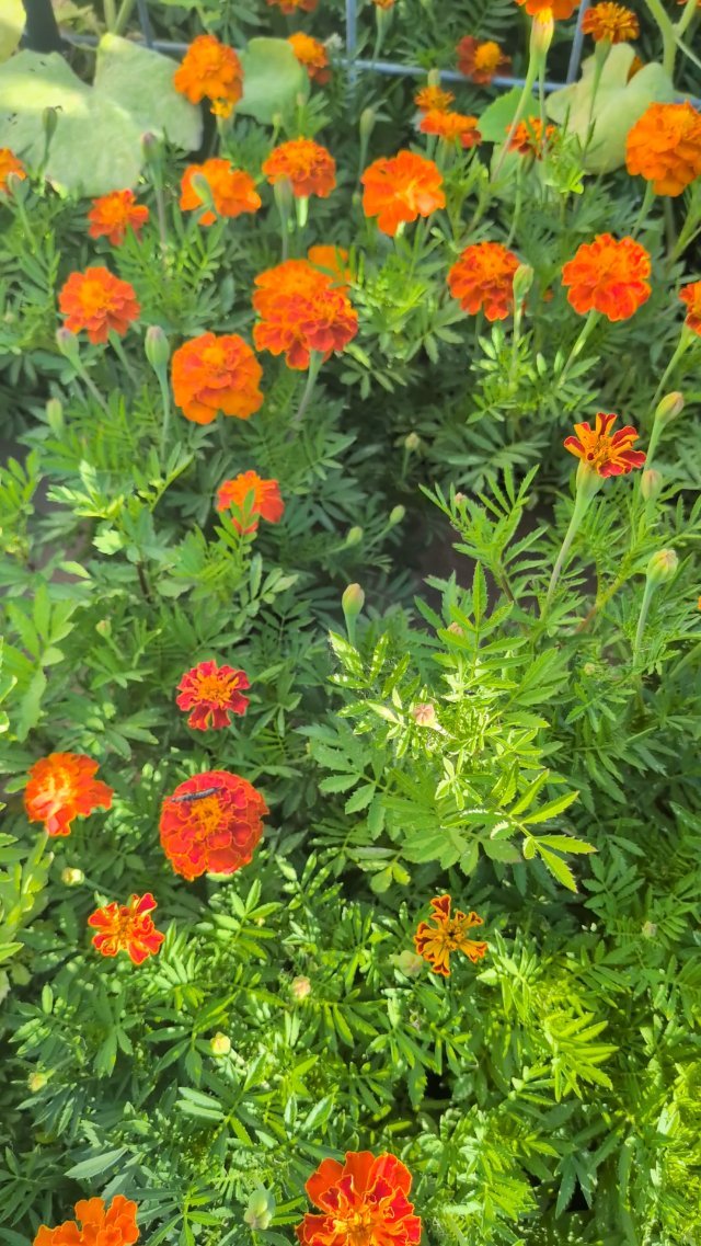 Good Morning 🌞 From The Garden