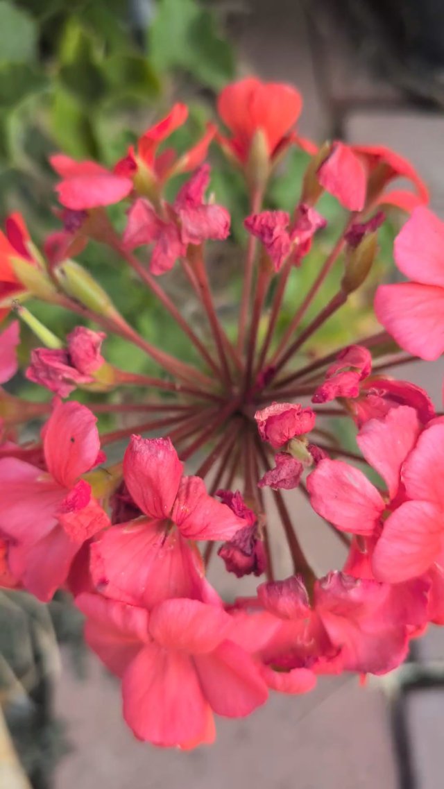 Blossoms