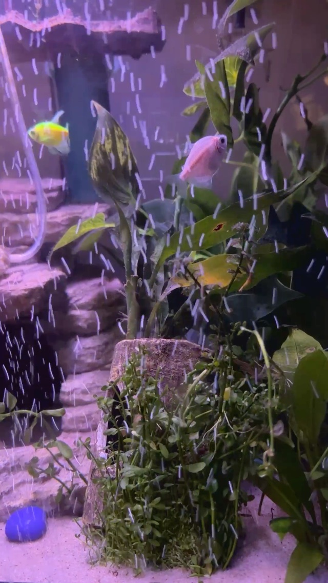 Feeding the fish