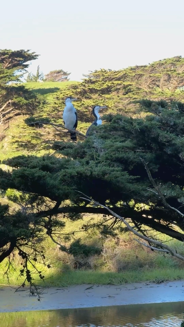 Not actually tree penguins