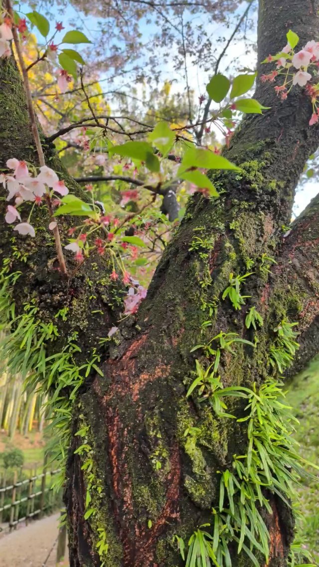 Shukkeien Garden in Hiroshima, Japan