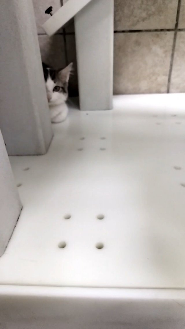 Scaredy Cat to Snuggle Bug in Six Seconds