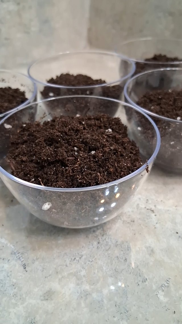 Day 3: Gardening for the Overwhelmed | Fill Cups with Soil