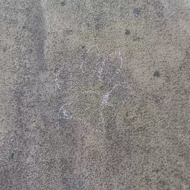 Kid Traced Wet Dog Paw Prints