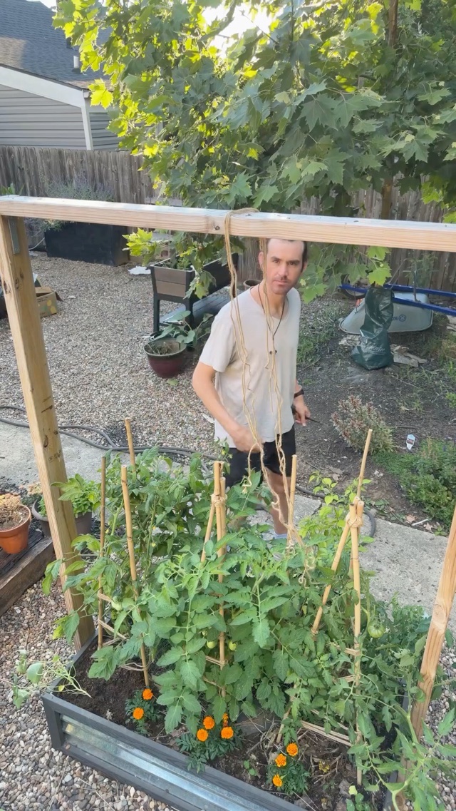 tying up the tomatoes