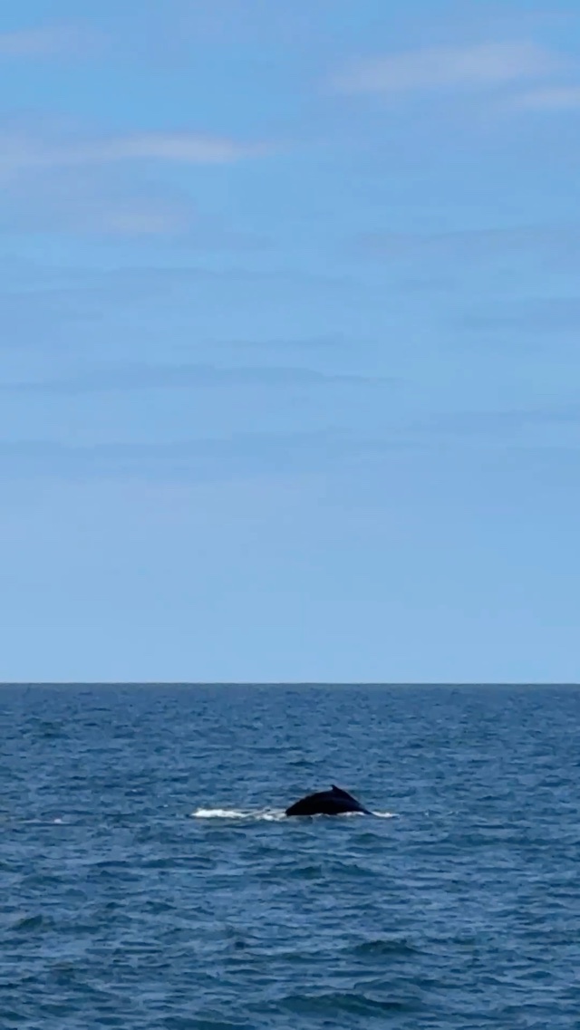 Whale Tail