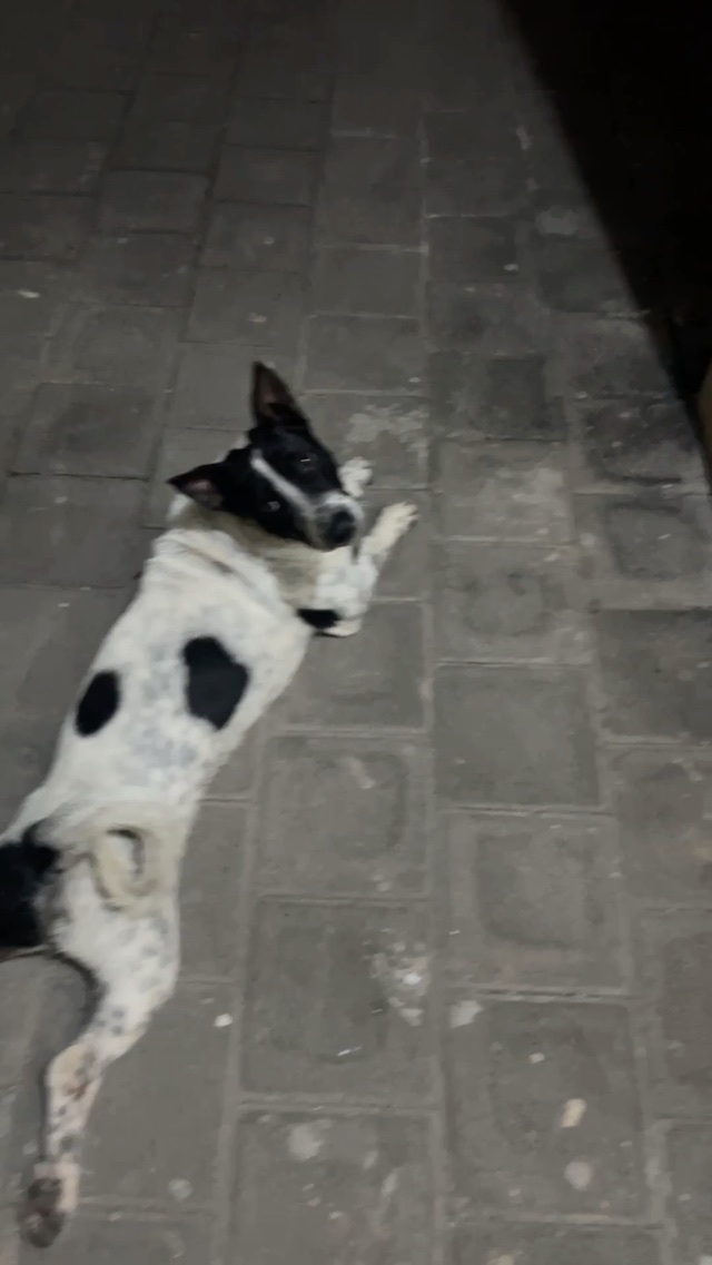 🐶 A dog who still wants to play at night.
夜も遊びたい子