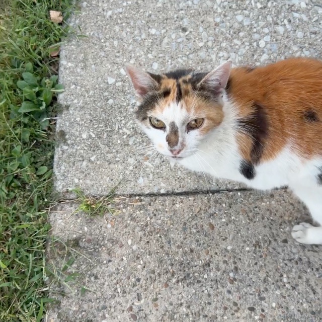 calico cutie beauty