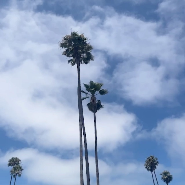 windy