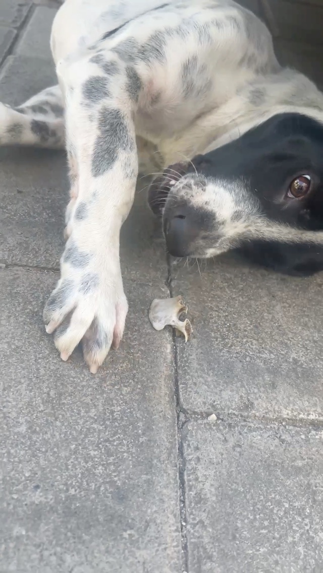 🦴 Playing with his bone instead of eating it!
食べずにずっと骨で遊んでる！