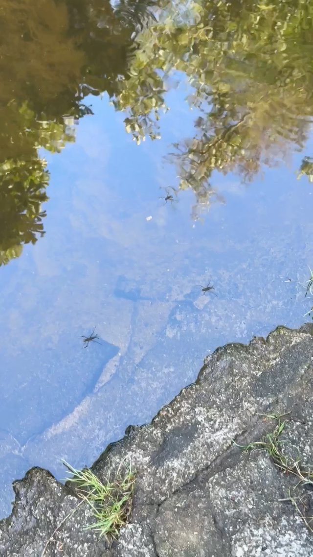 Wasserläufer