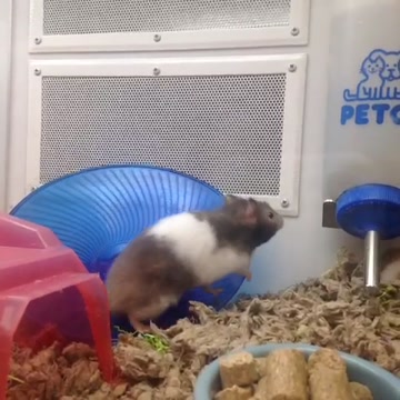 Poor fella
