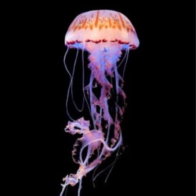Dear Jellyfish