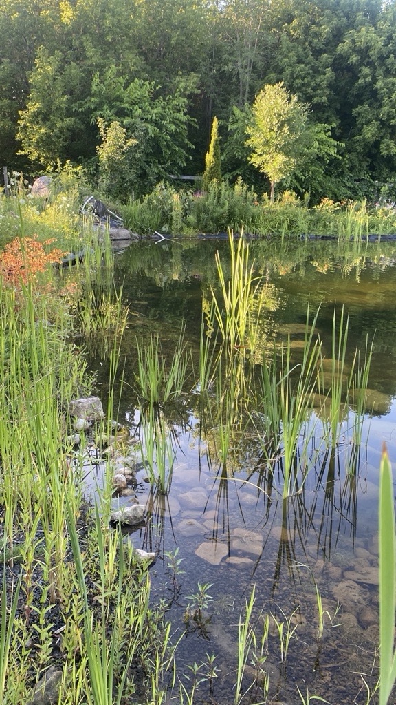 Lisa’s Pond