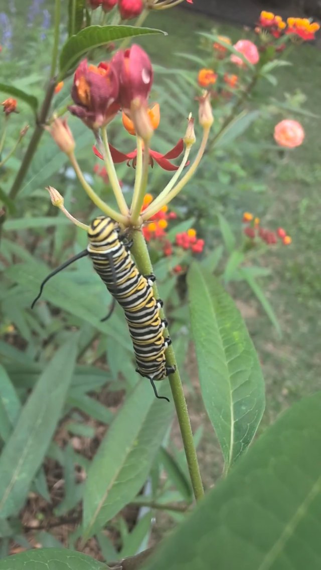Monarch Caterpillar!!! 🦋