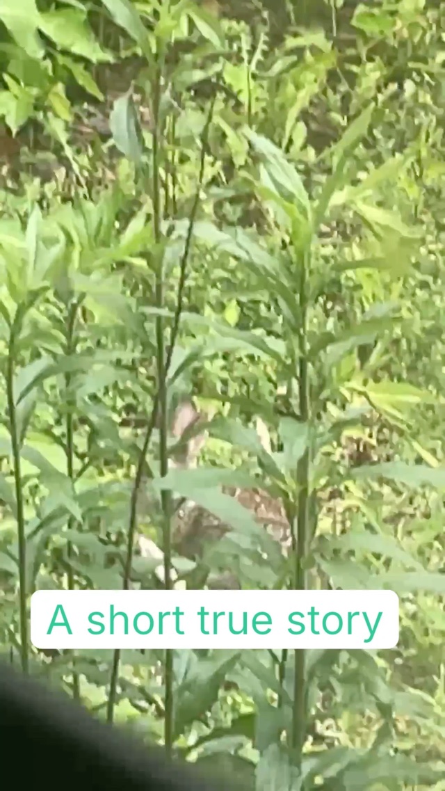 Bird looking for the chipmunk it attacked twice