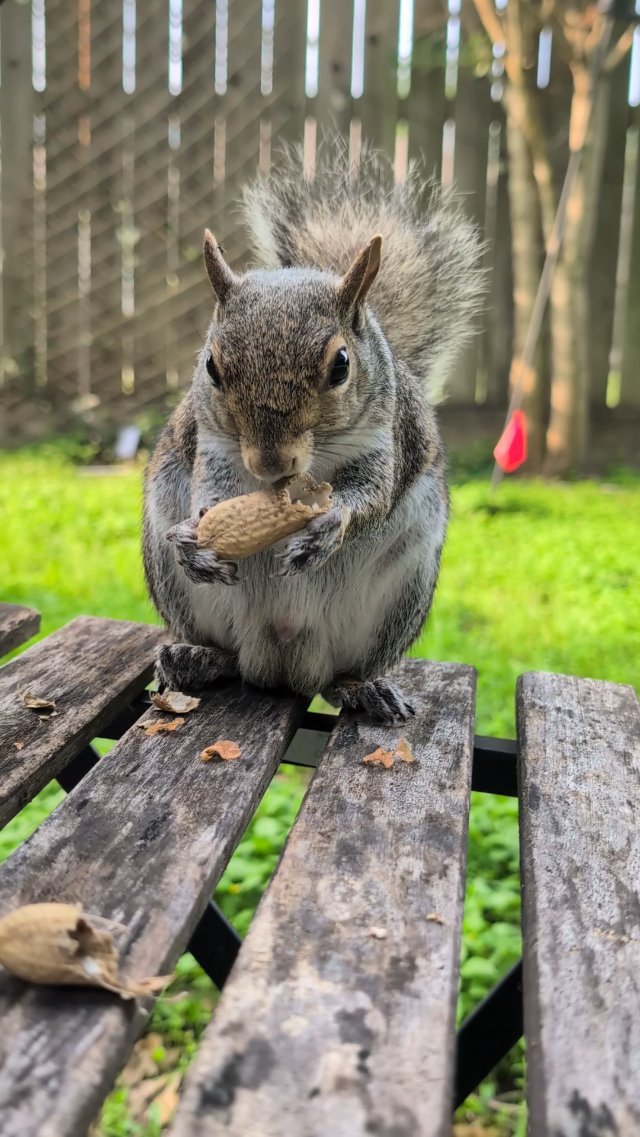 Squirrel ASMR