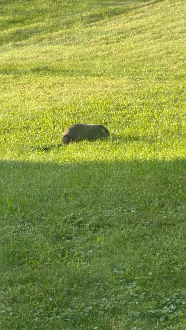 Ground hog