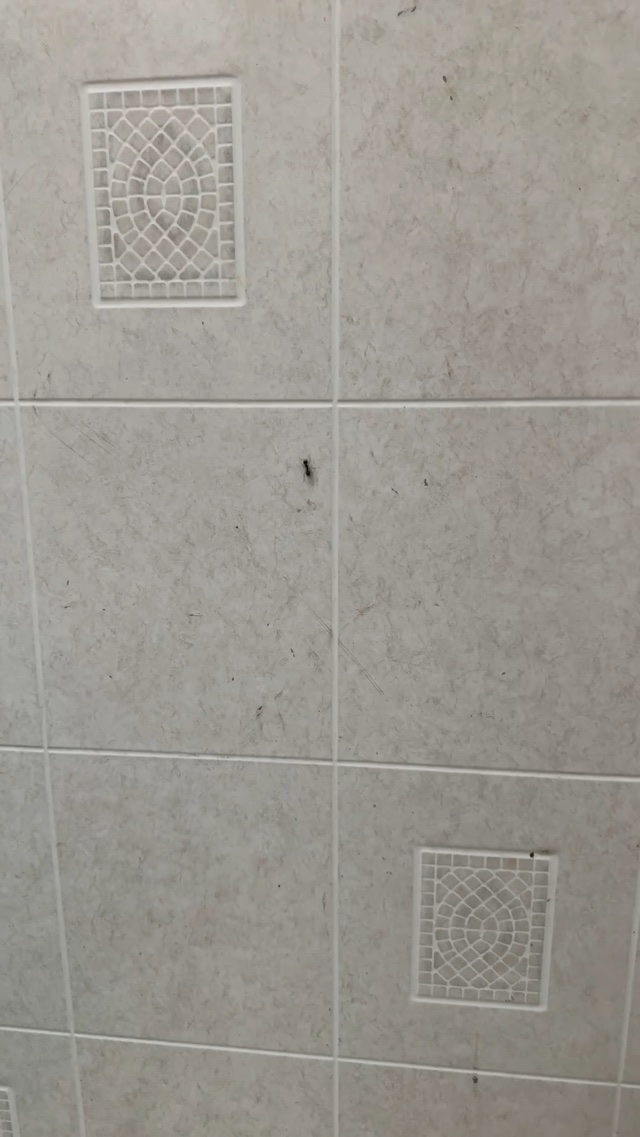 🐜