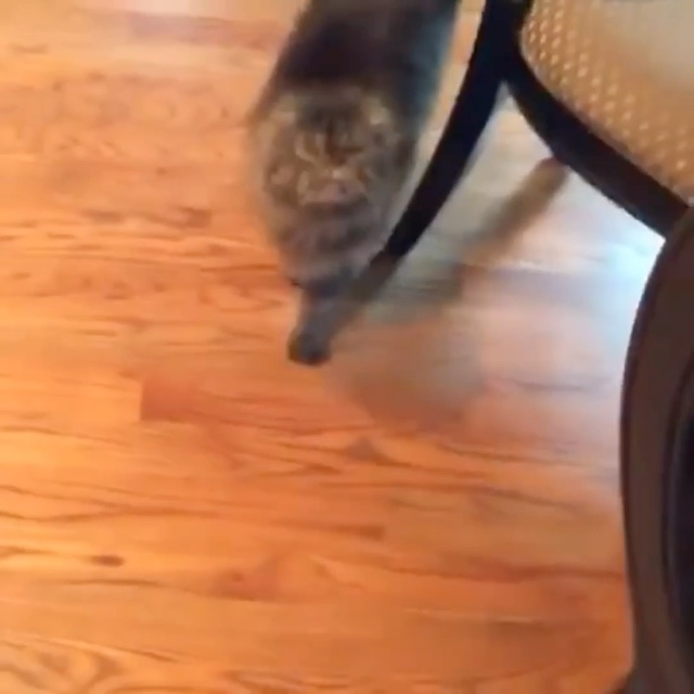Talking cat video
