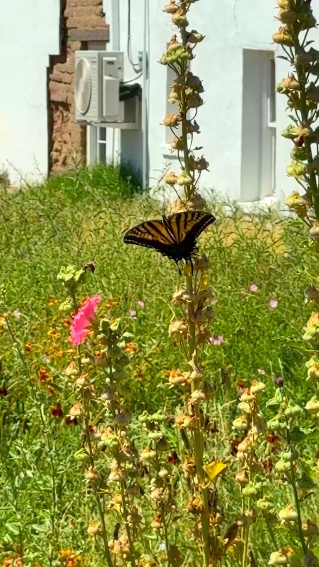swallowtail’s giving demure ngl 💛