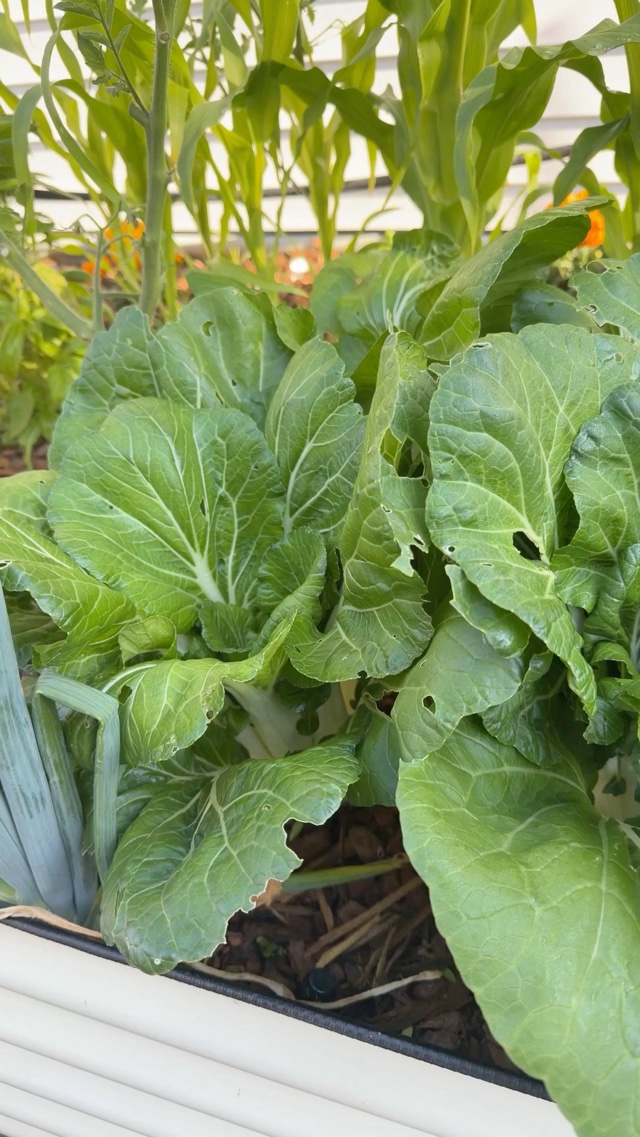 Garden report: 9000