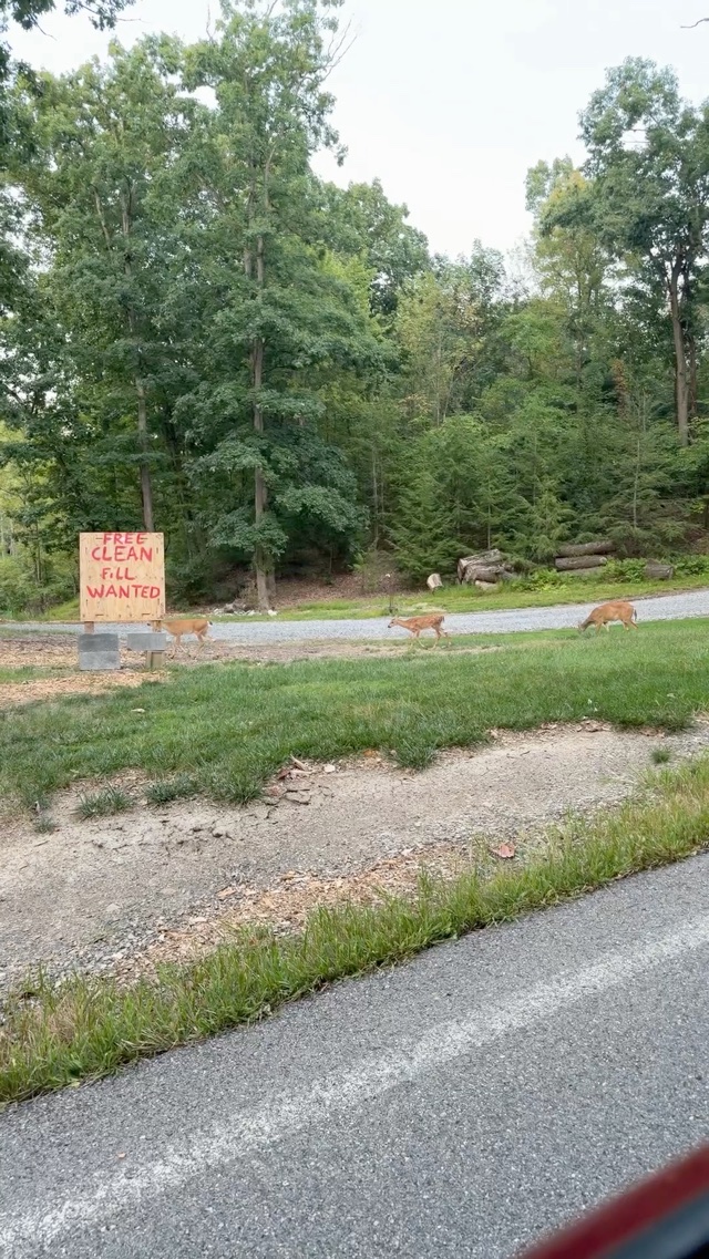 Saw a bunch of 🦌 same day as ground hog