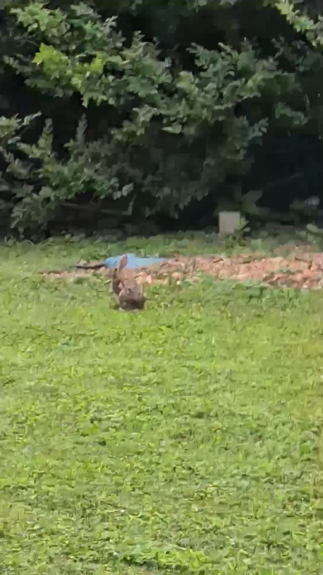 Suwwounded by wabbits