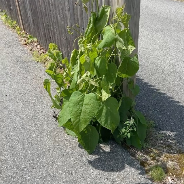 What’s in YOUR garden?