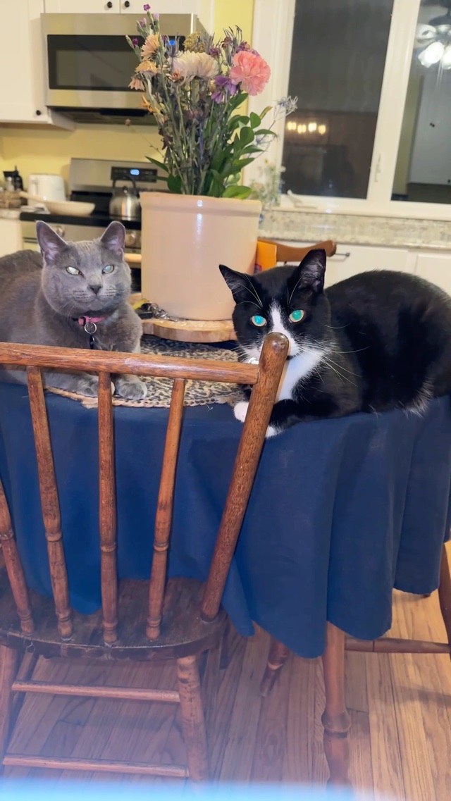 Nite nite.. 💚 #catsofDivine Horse and Dipper
