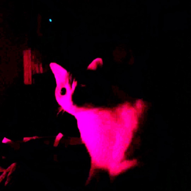 #SpookySeason Paprika in attendance for the #LNICMonsterBash
