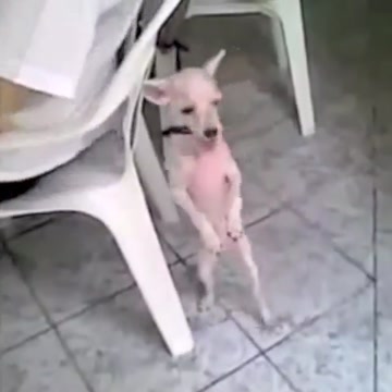 This dog dances better than me