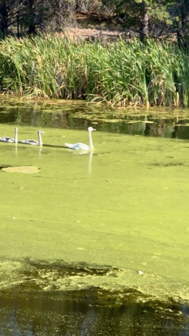 Hey Swan!