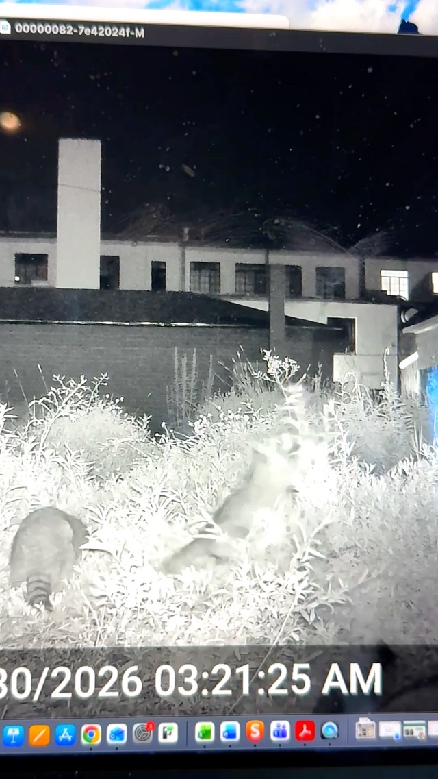 testing out wildlife cameras - trash pandas love the meadow 🦝💗